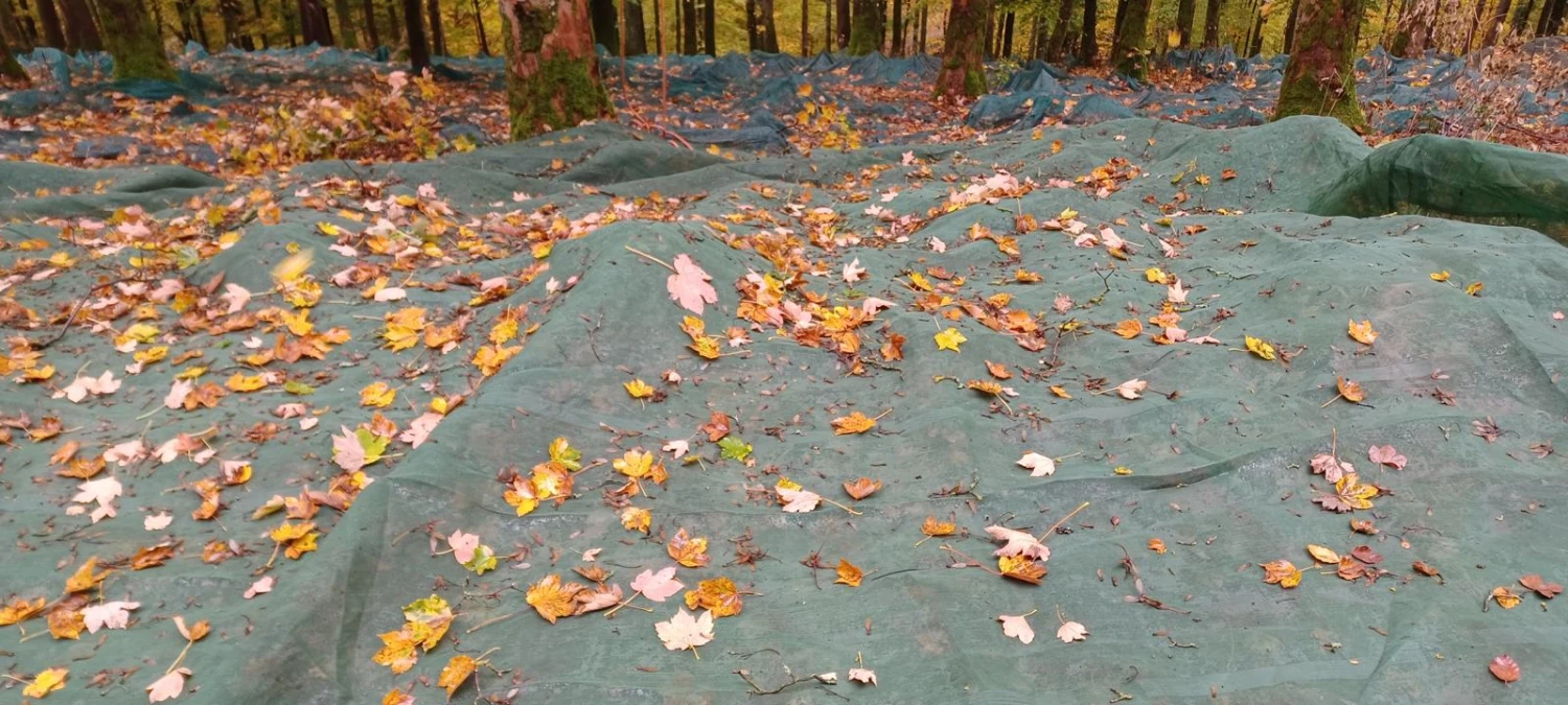 Saatguternte von Forstbetrieb Schütte