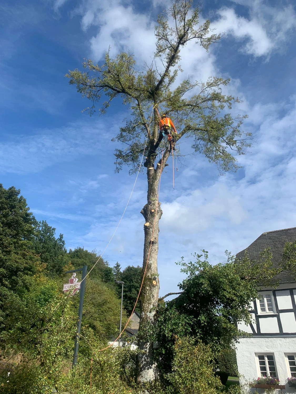 Problembaumfällung von Forstbetrieb Schütte