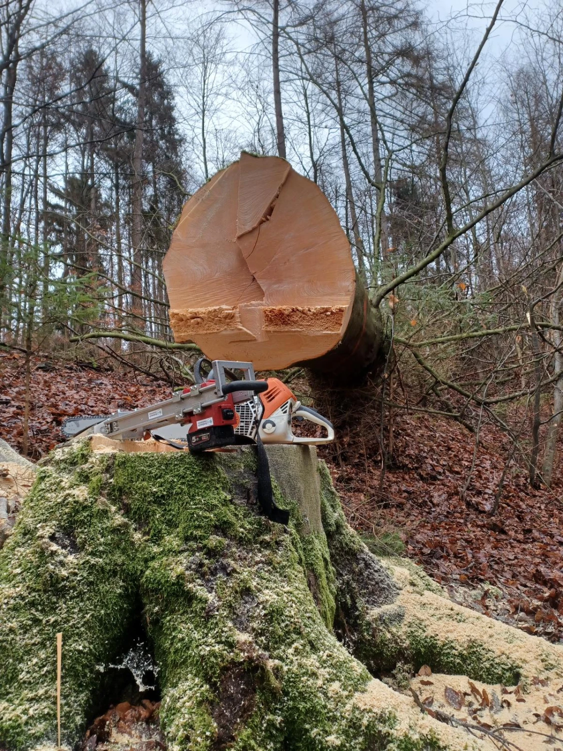 Holzernte von Forstbetrieb Schütte