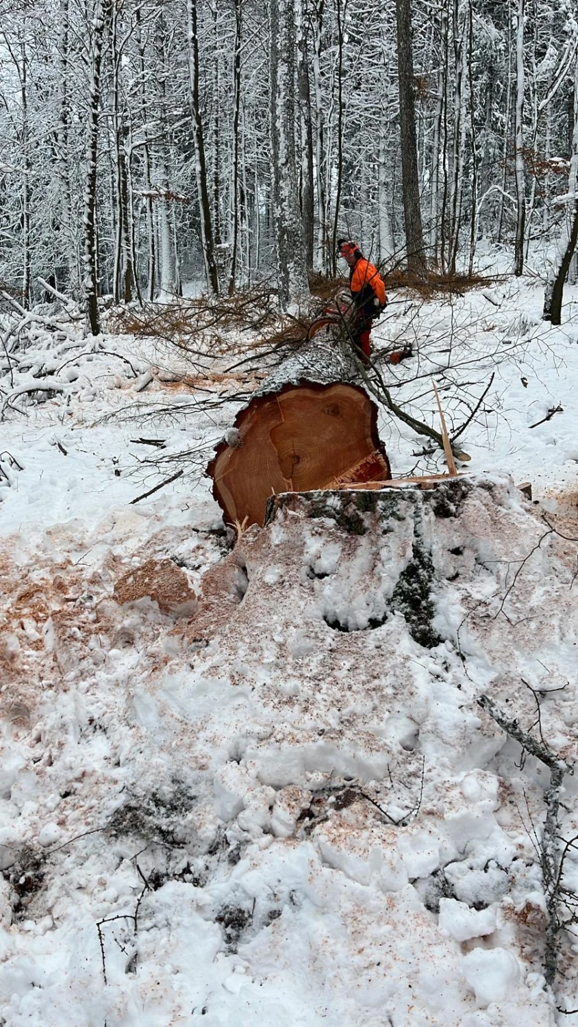 Holzernte von Forstbetrieb Schütte