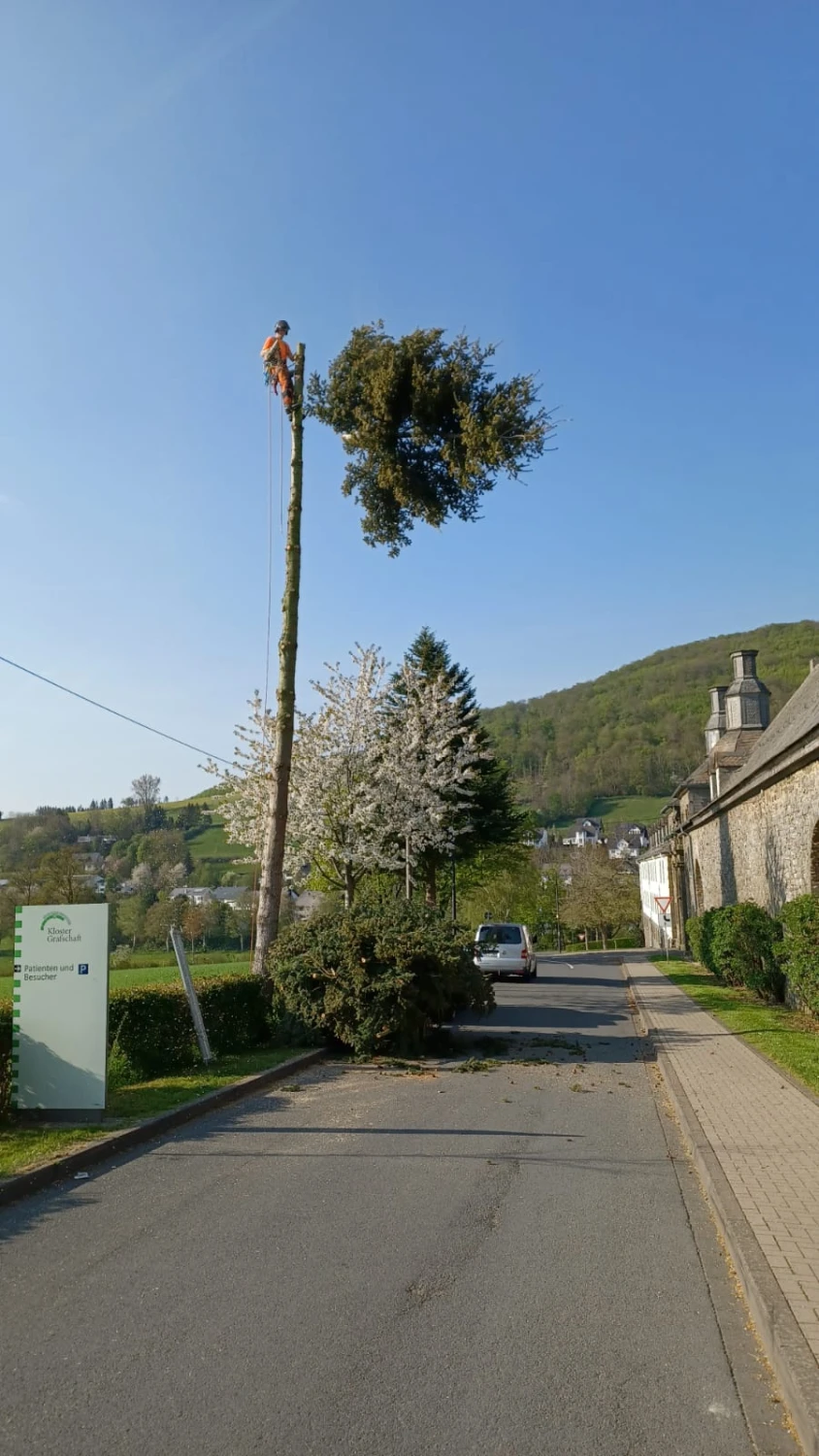 Problembaumfällung von Forstbetrieb Schütte