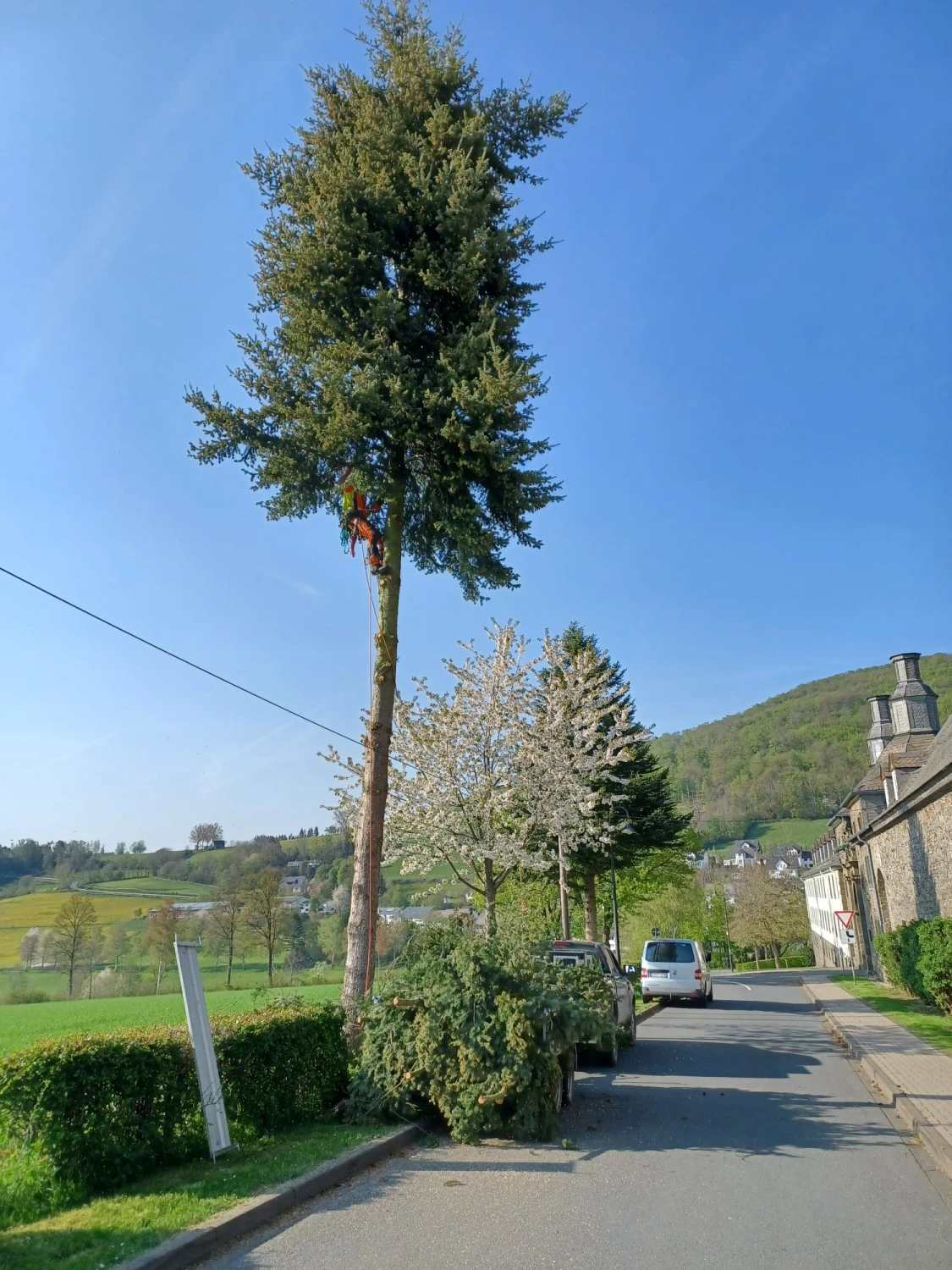 Problembaumfällung von Forstbetrieb Schütte