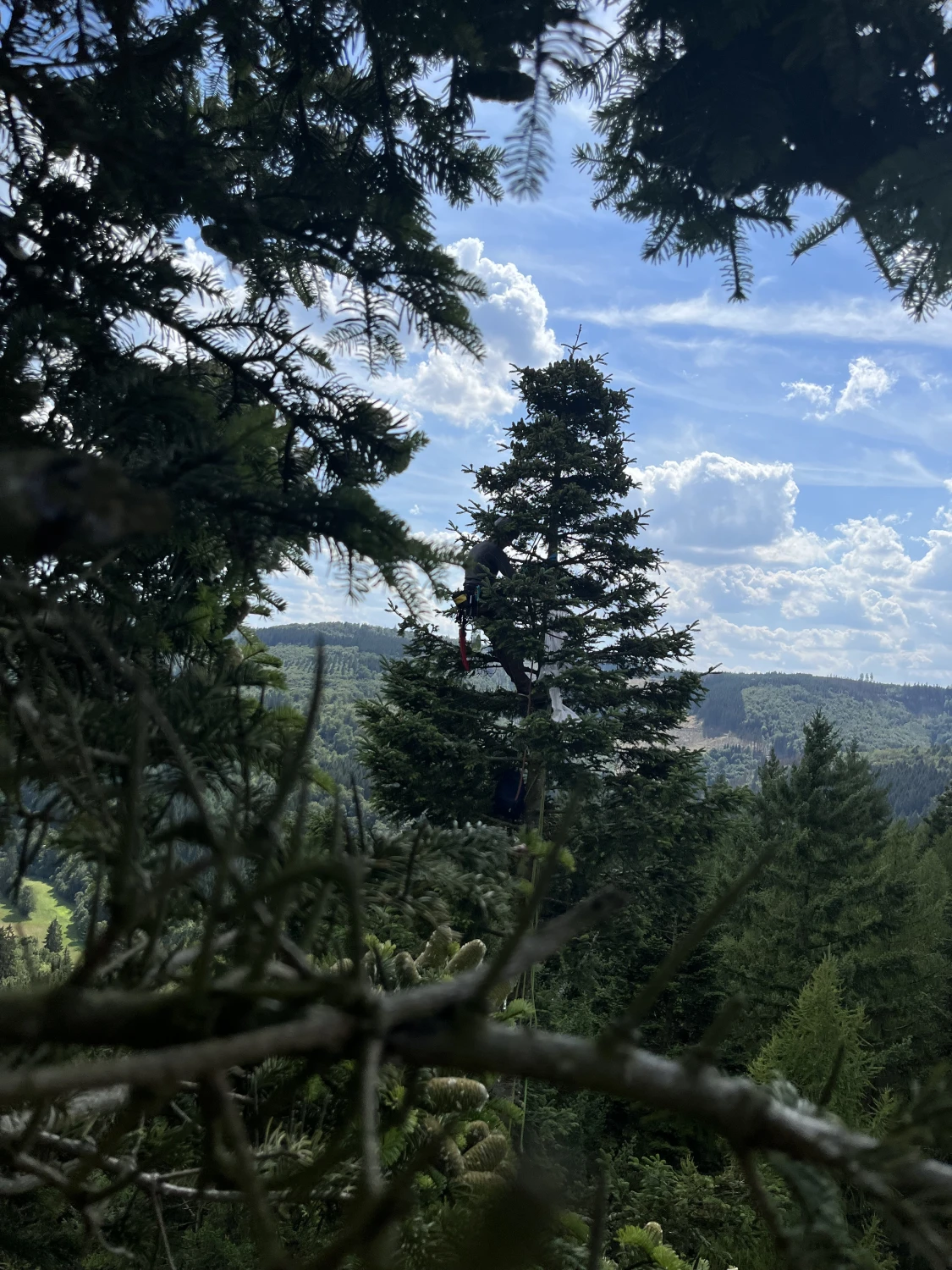 Saatguternte von Forstbetrieb Schütte