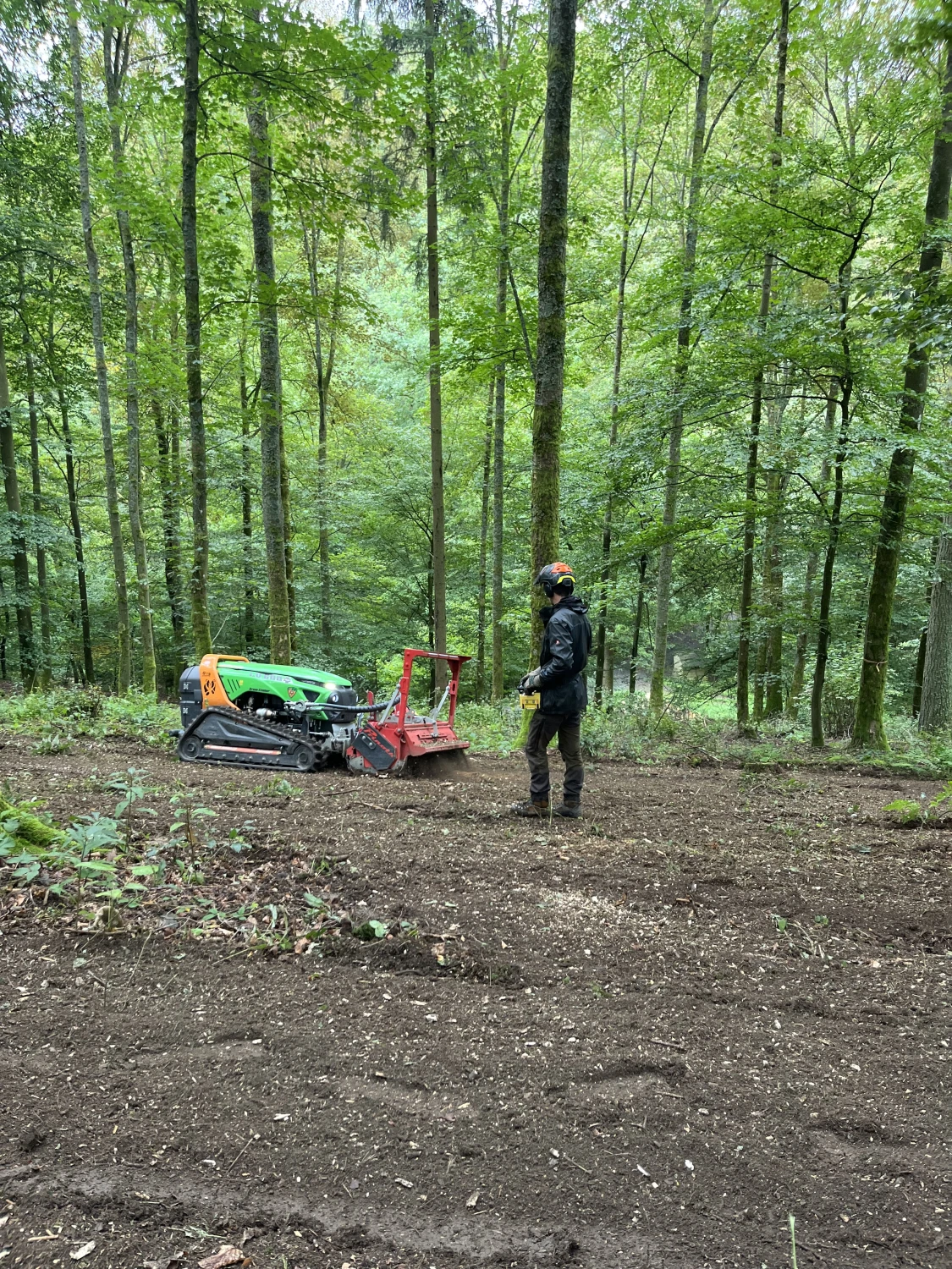 Saatguternte von Forstbetrieb Schütte