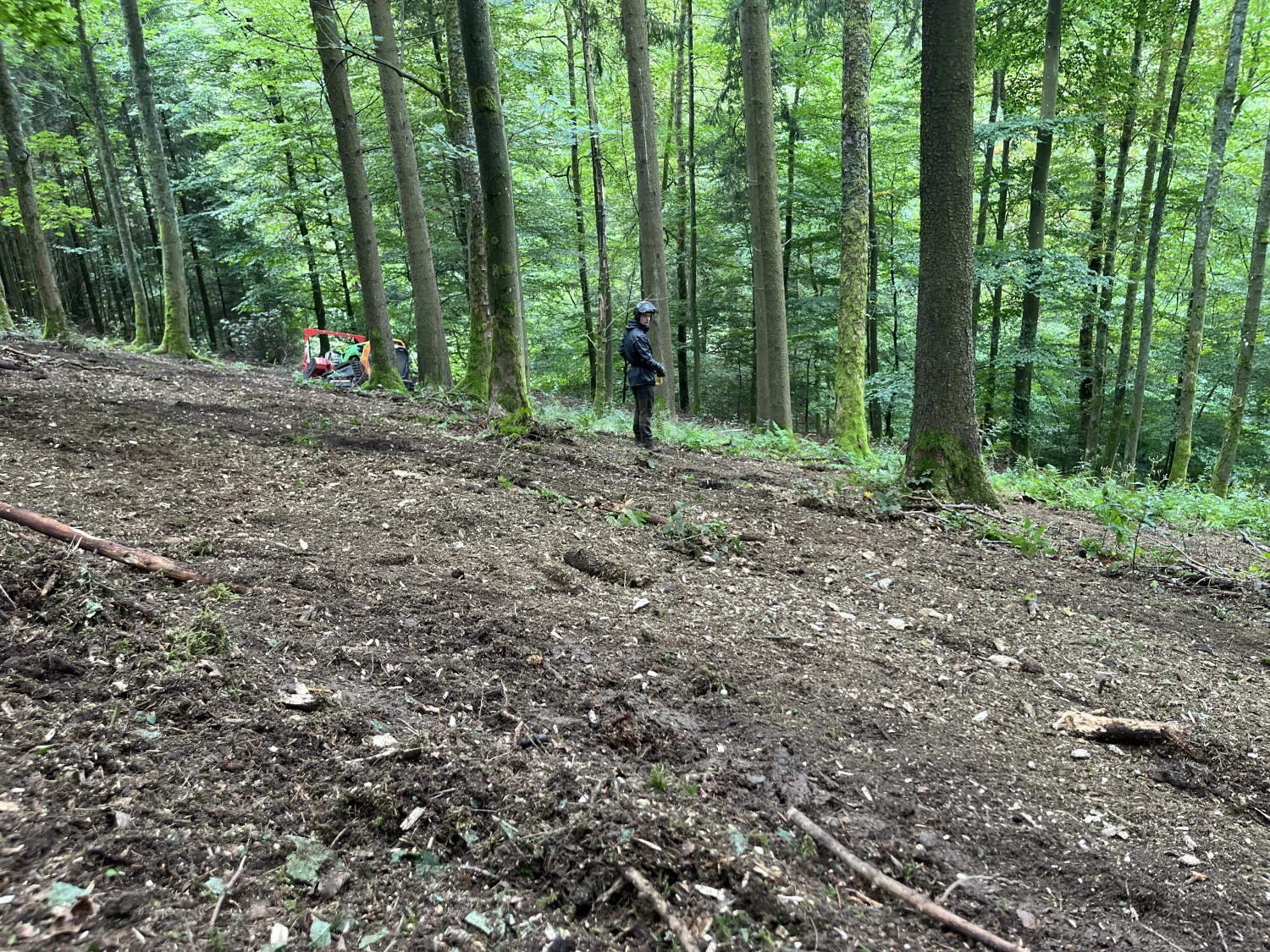 Saatguternte von Forstbetrieb Schütte