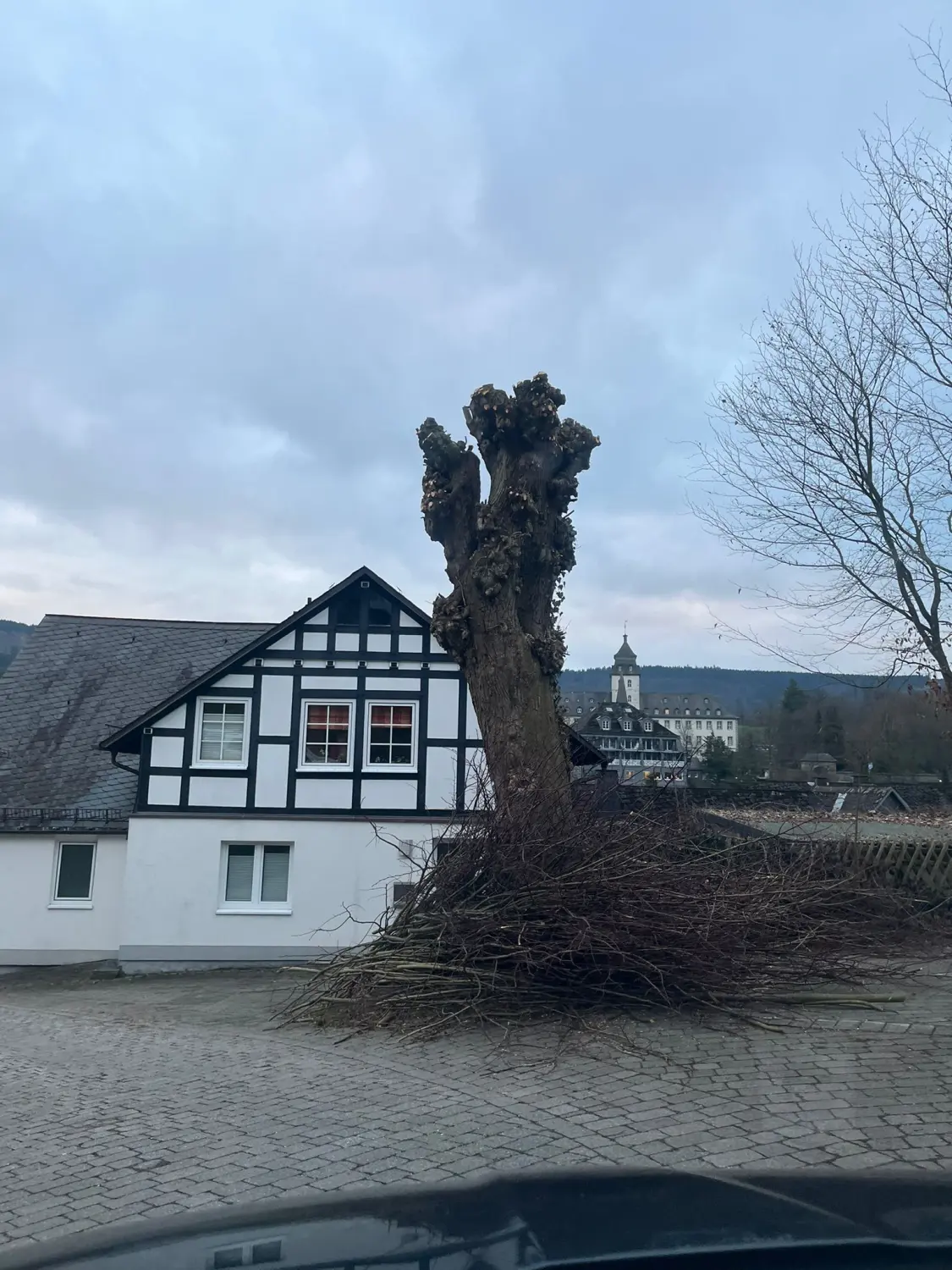 Baumpflege von Forstbetrieb Schütte