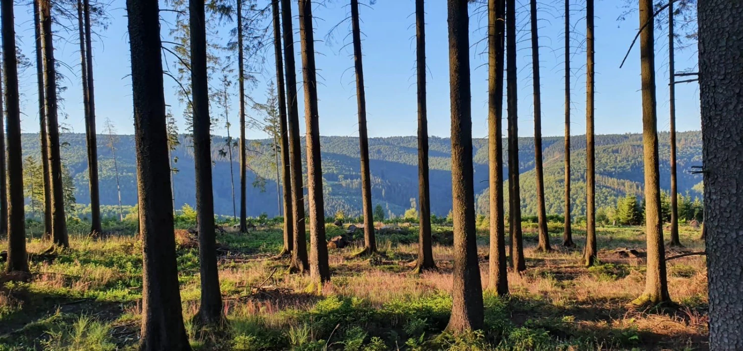 Wald von Forstbetrieb Schütte