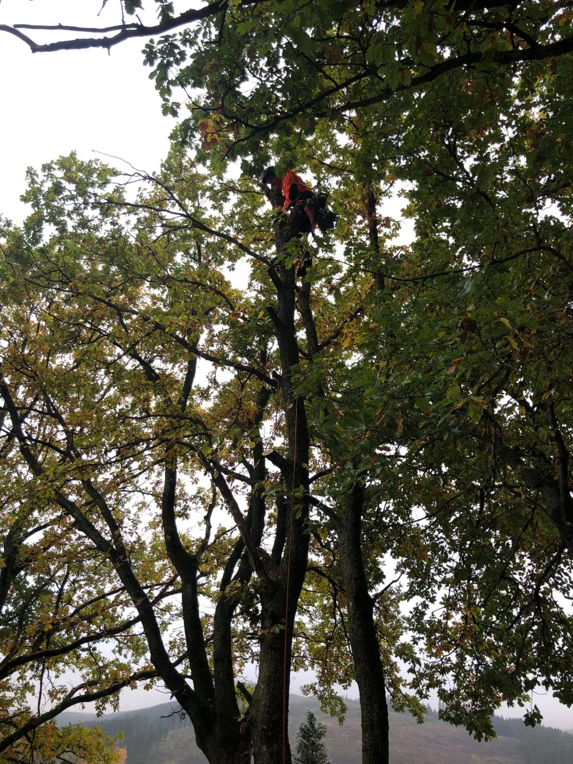 Baumpflege von Forstbetrieb Schütte