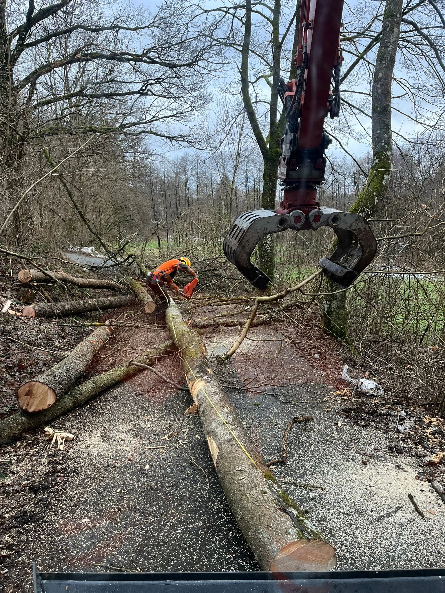 Wald von Forstbetrieb Schütte