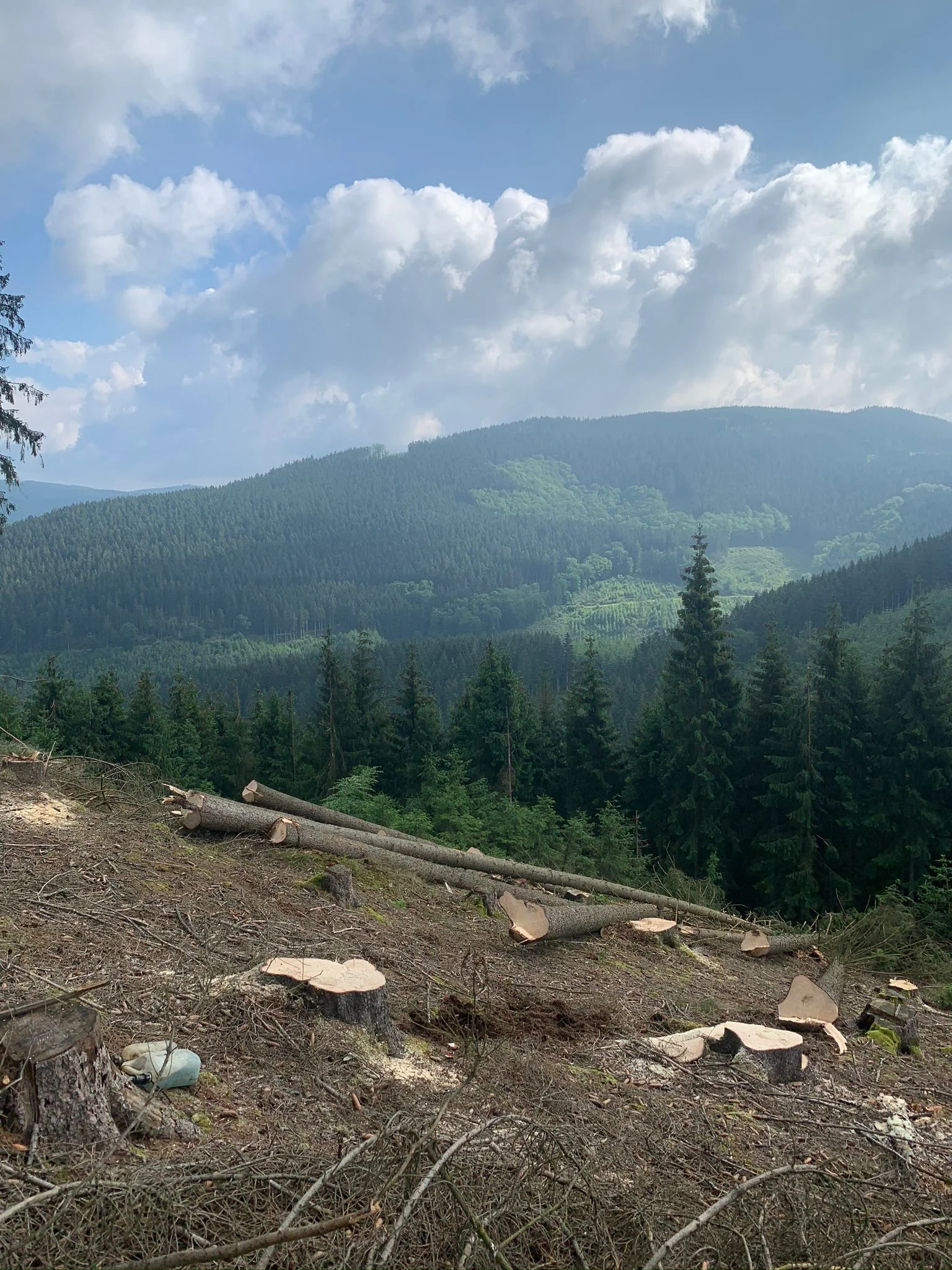Wald von Forstbetrieb Schütte