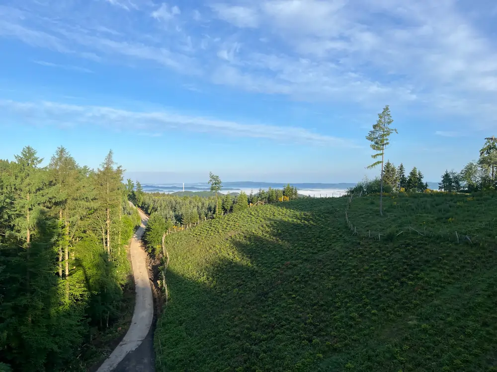 Wald  von Forstbetrieb Schütte