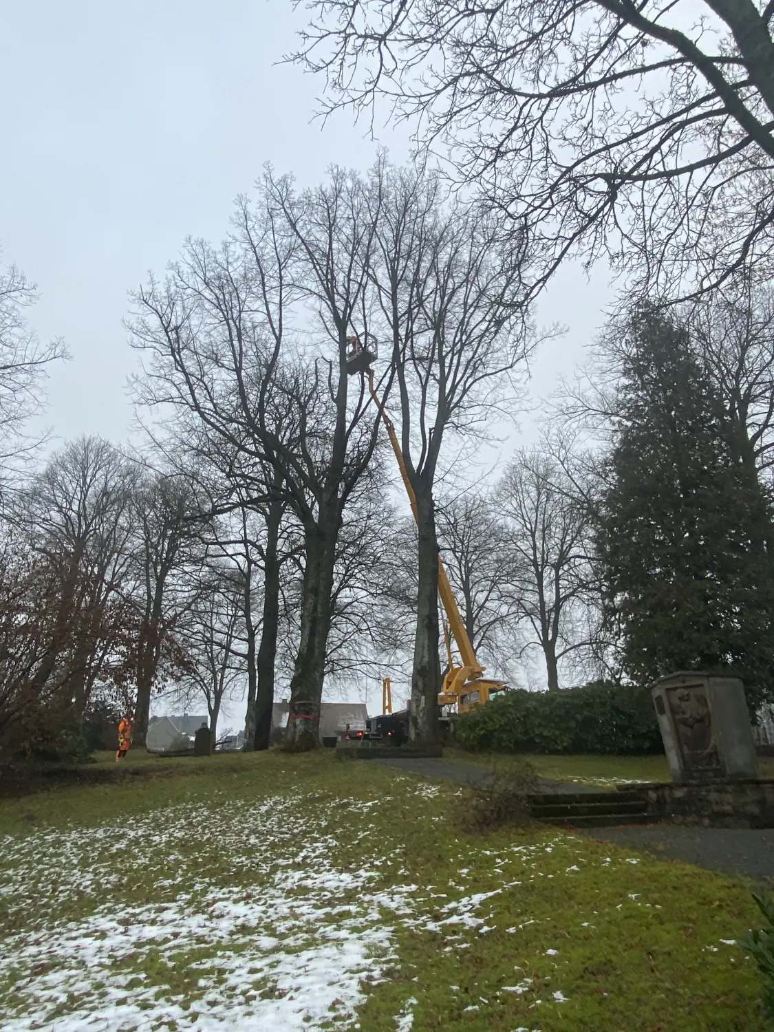 Baumpflege von Forstbetrieb Schütte