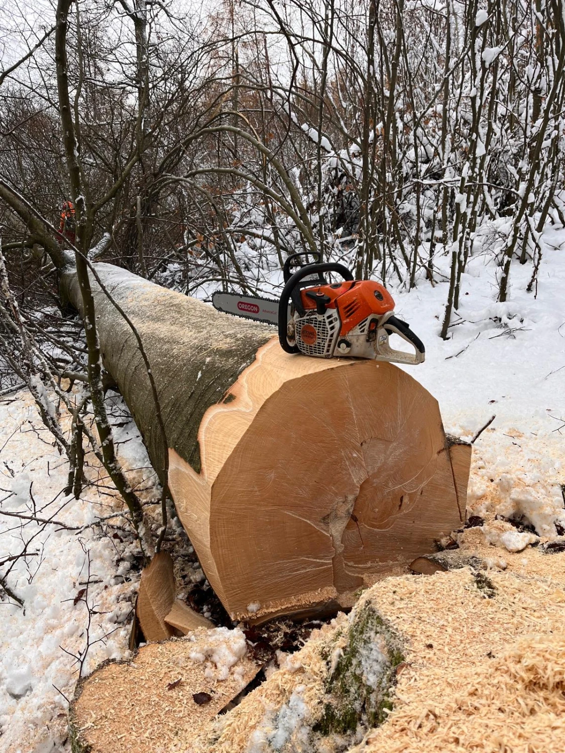 Holzernte von Forstbetrieb Schütte