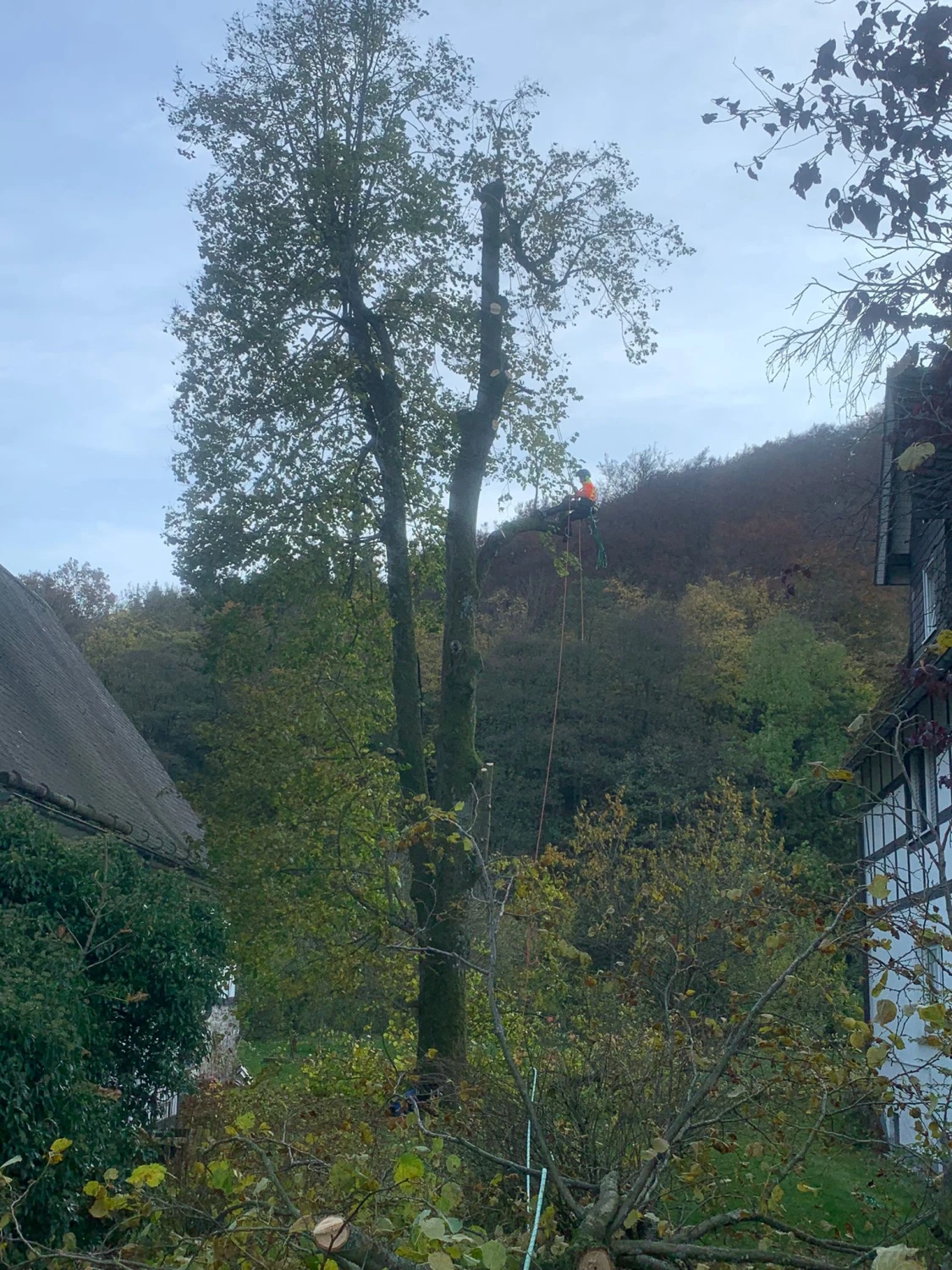 Problembaumfällung von Forstbetrieb Schütte